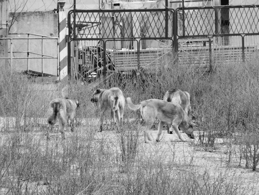Страшно ходить по городу: жители Волжского жалуются на стаи собак
