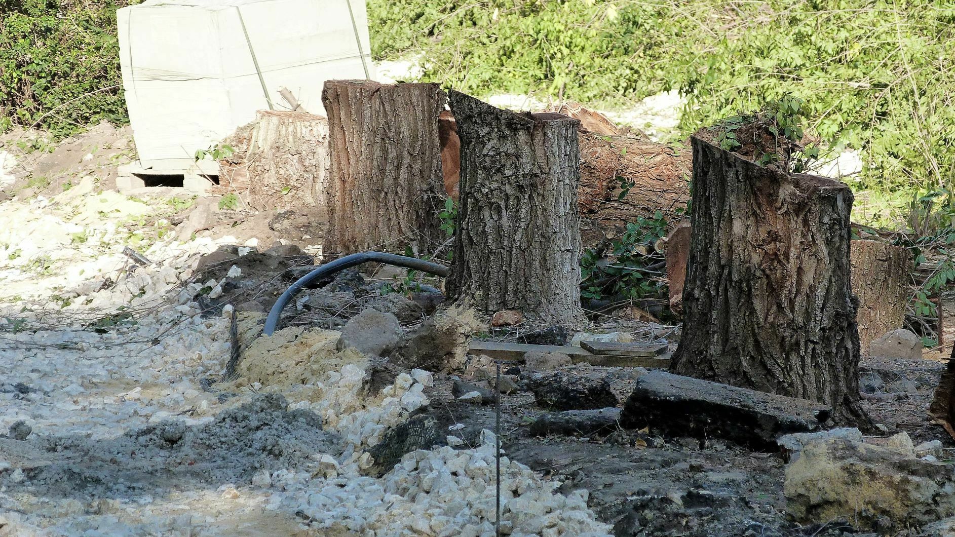 Волгоградцы возмущены «варварской» вырубкой деревьев на Центральной набережной