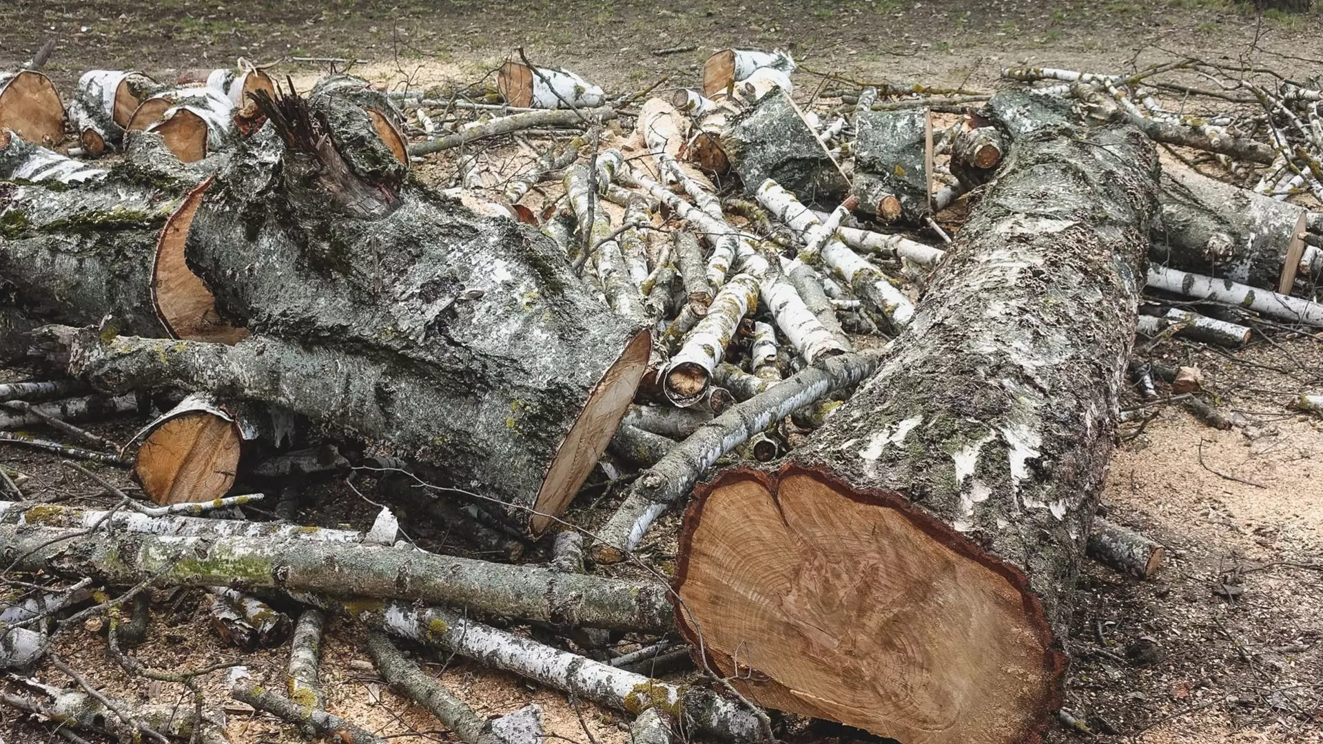 волгоградец обвинил чиновников в уничтожении деревьев