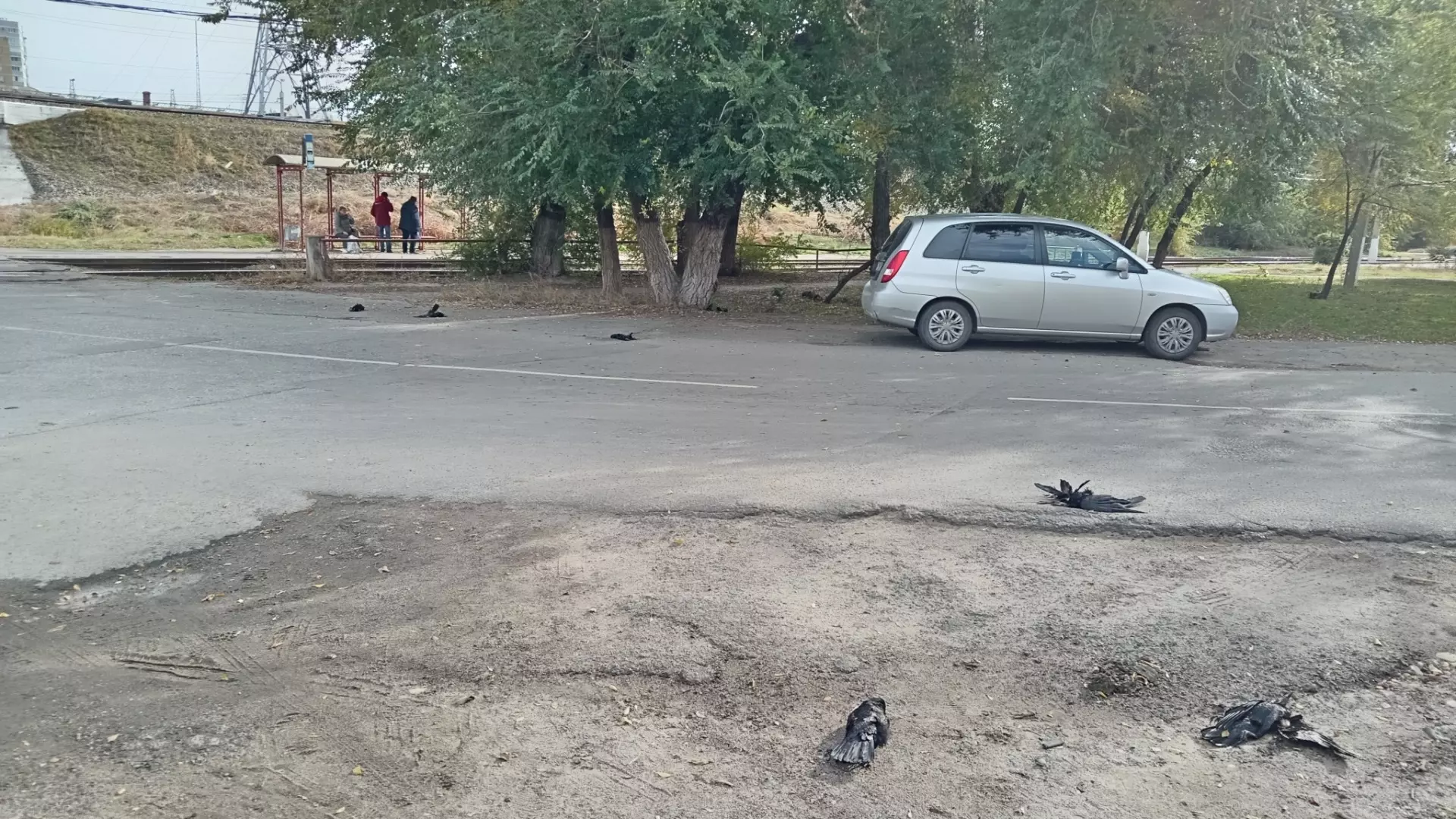 Малыш из Ворошиловского района едва не погиб от отравления крысиным ядом сразу после мора птиц