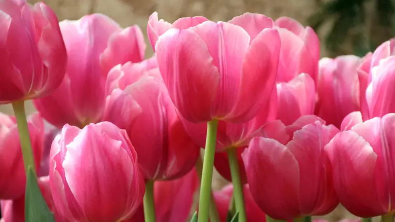 «Золотой» праздник: на сколько подорожают цветы 8 марта в Волгограде