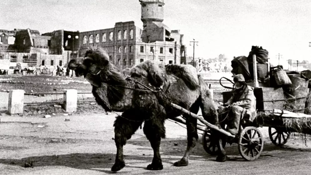 Верблюд на улице в Сталинграде после боев за город