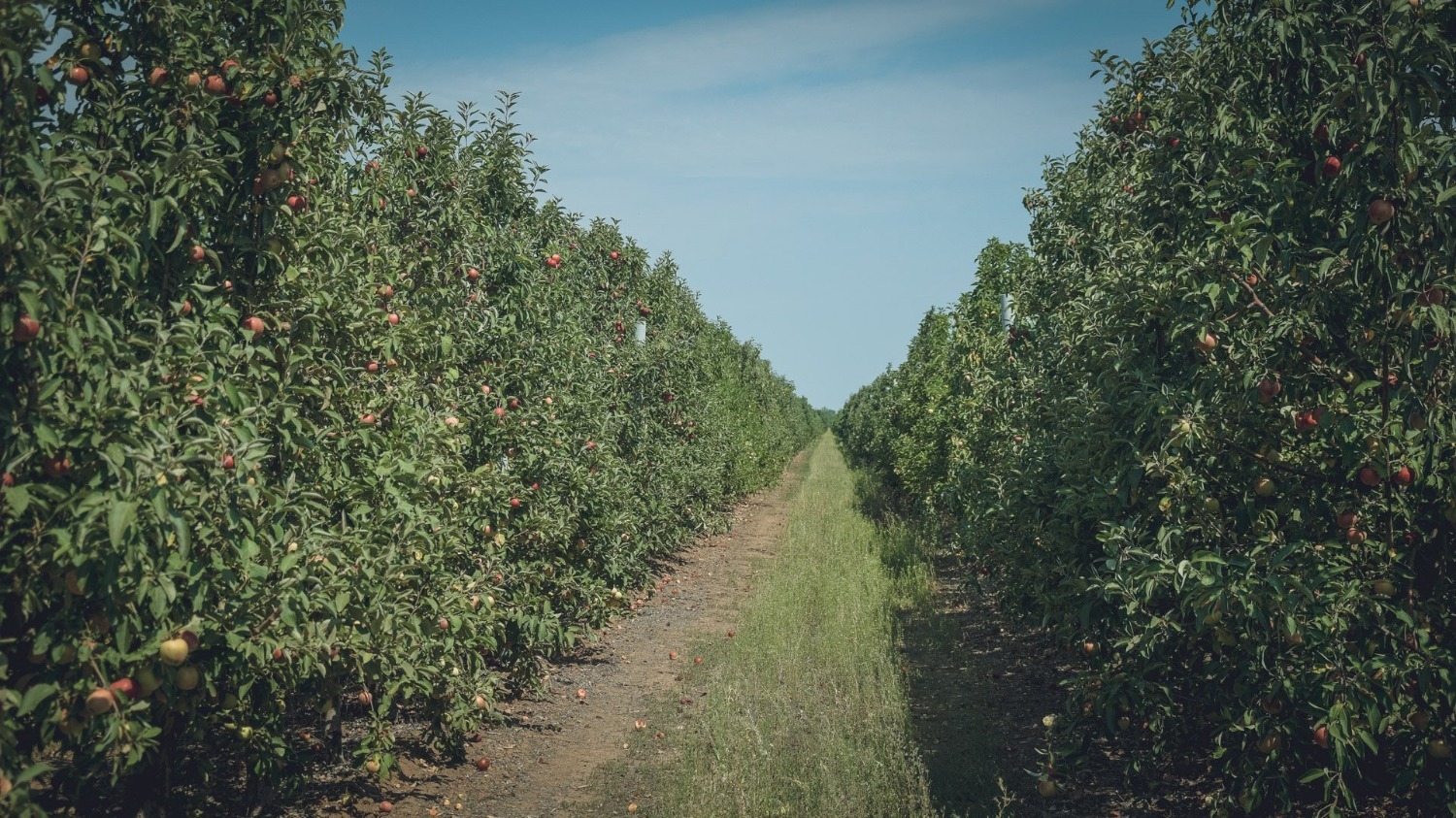 В Садах Придонья растёт более 60 различных сортов яблок