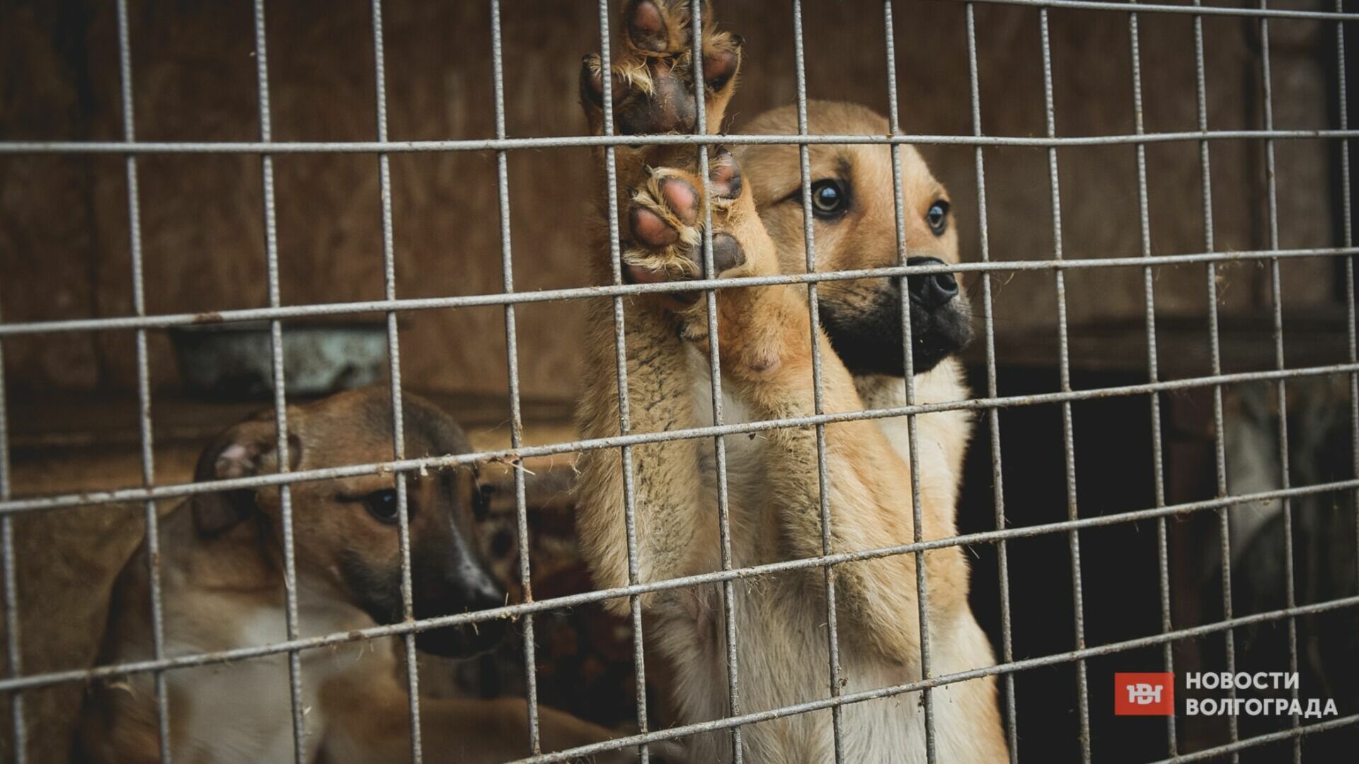 Не допустить массовых убийств бродячих собак просят Путина зоозащитники из Волгограда