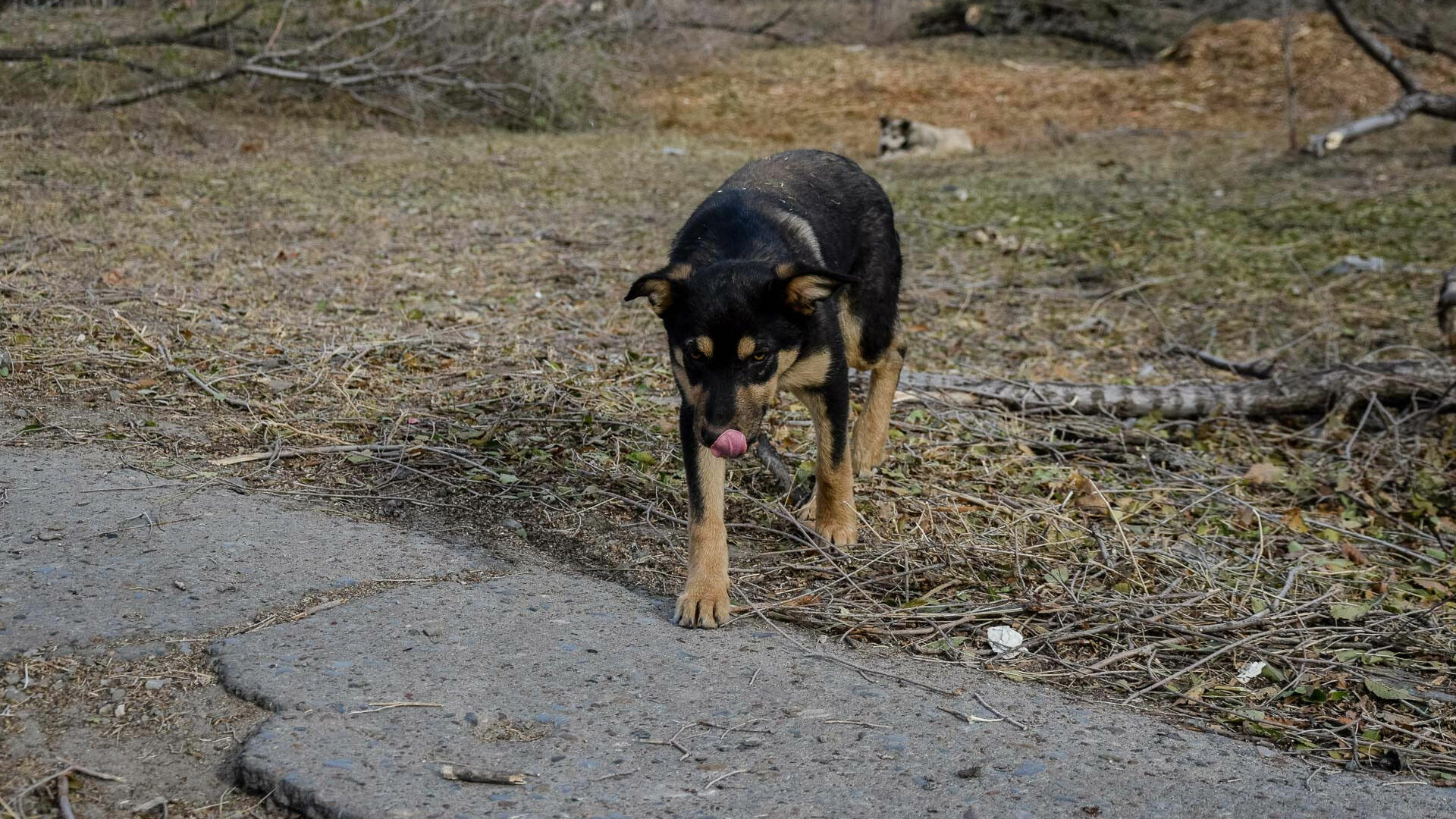 В бессилии перед сворами собак признались чиновники в Волгоградской области