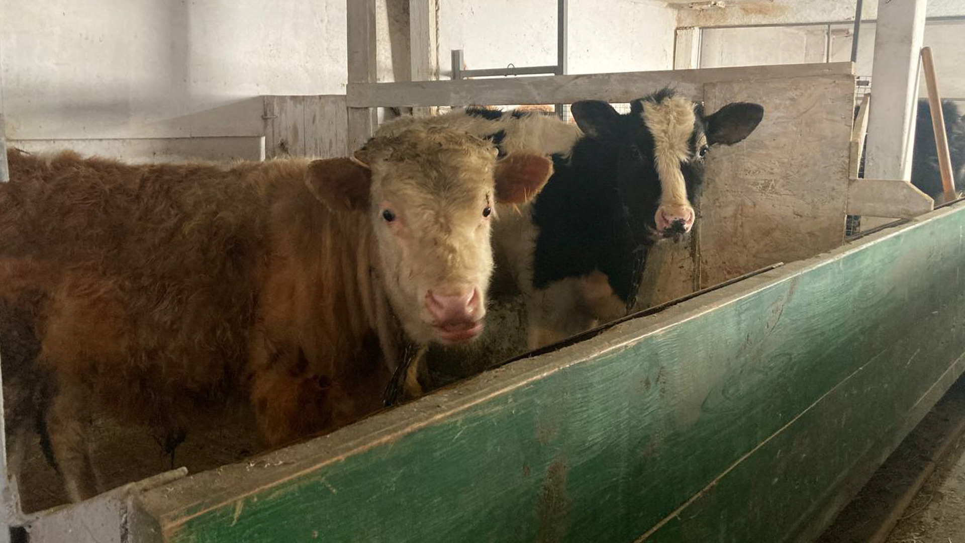 В светлоярском животноводческом хозйстве отправят заболевших коров на убой