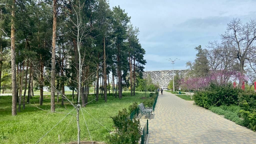 В ЦПКиО Волгограда становится всё больше деревьев 