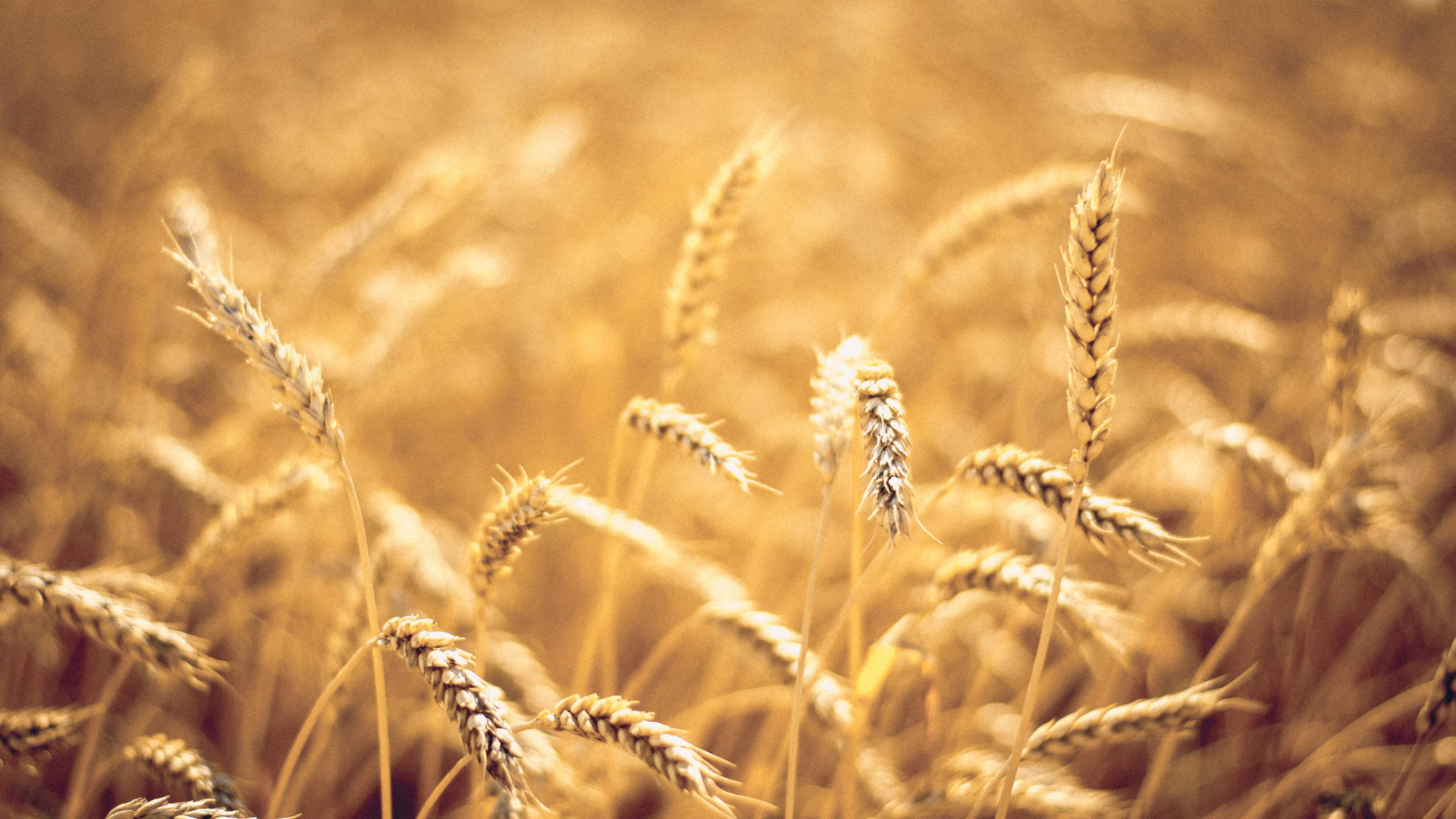 Волгоградские аграрии пытались реализовать зерно сомнительного качества