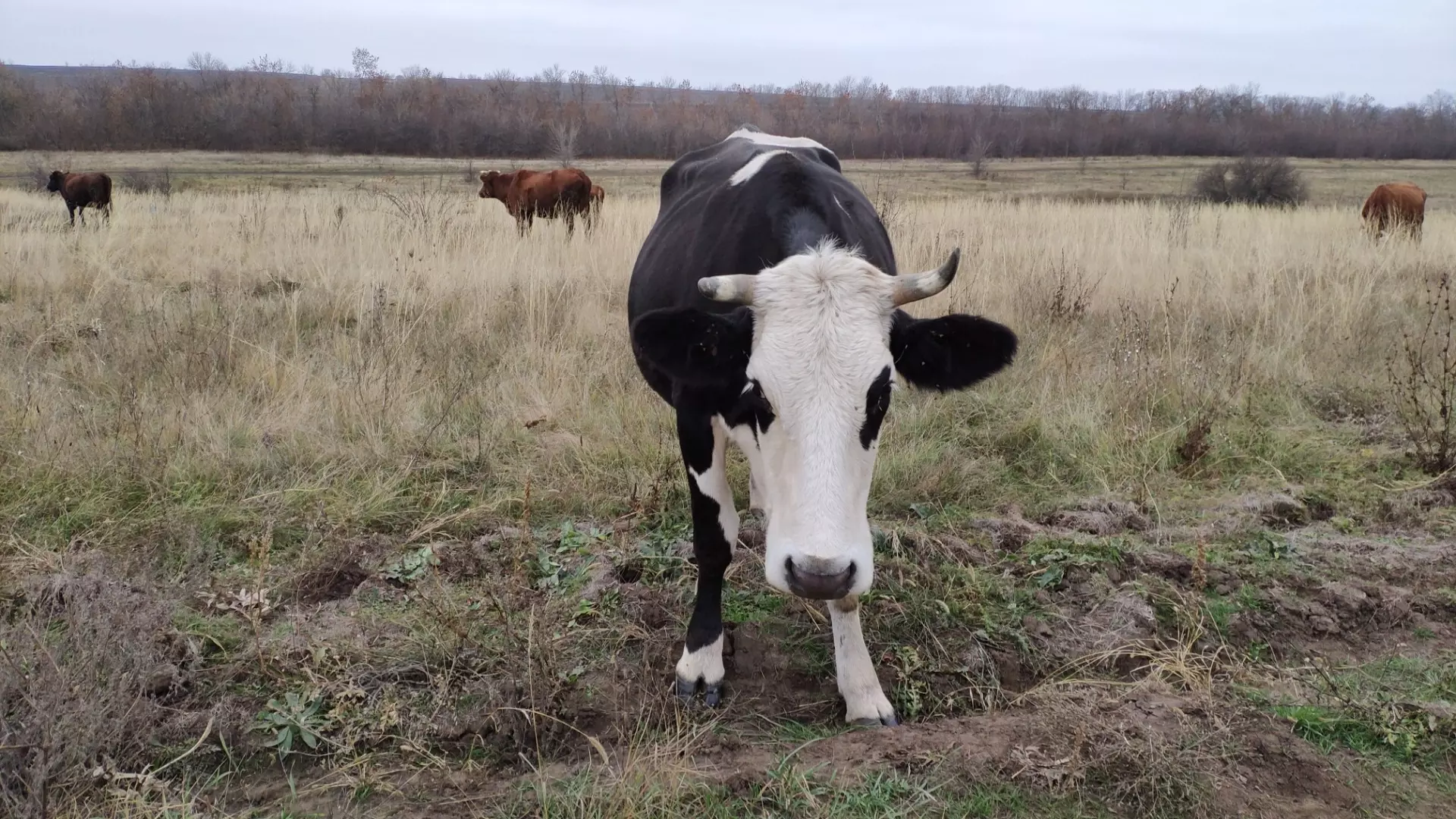 Что известно о брошенном в Урюпинске стаде коров