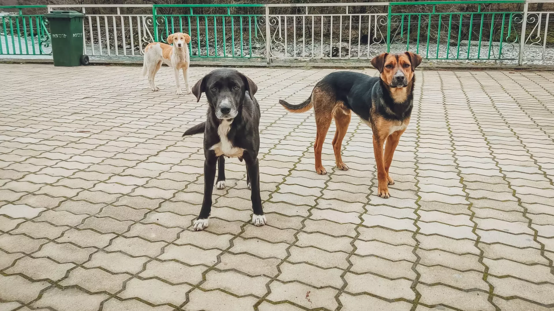 Агрессивных псов в Волжском собираются держать в вольерах
