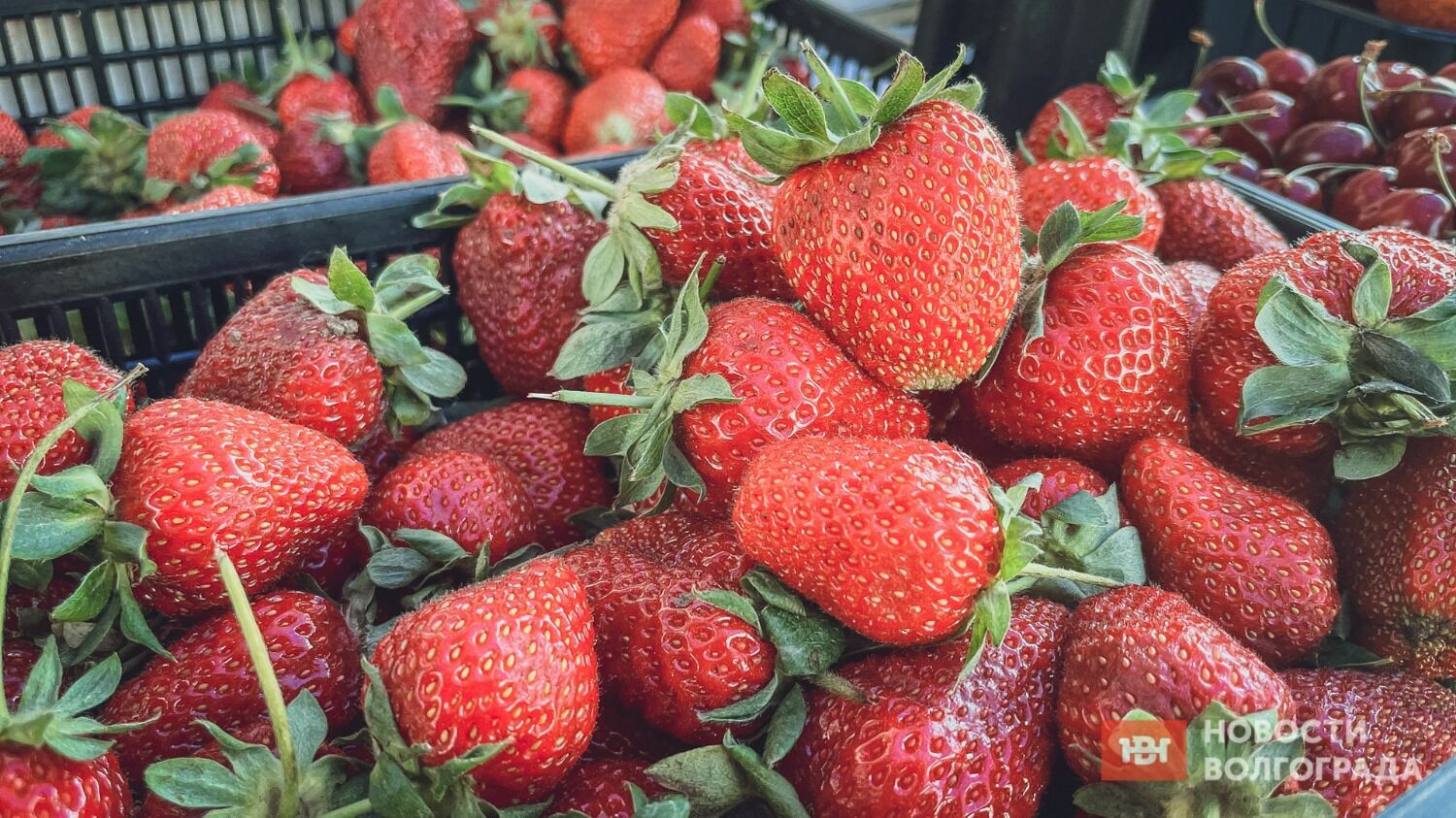 Хотя клубники и много, местной ягоды на рынках Волгограда пока не сыщешь