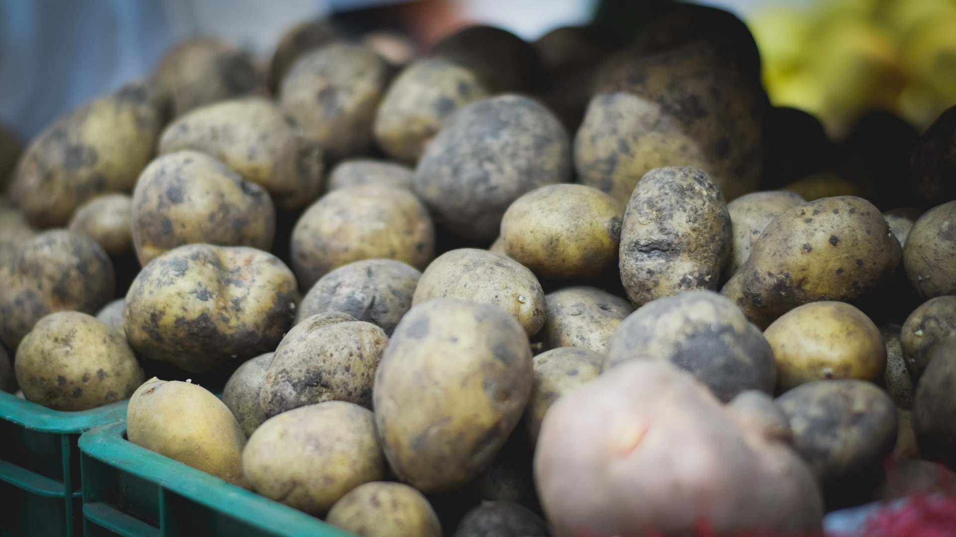Как выбрать картофель рассказали волгоградцам эксперты