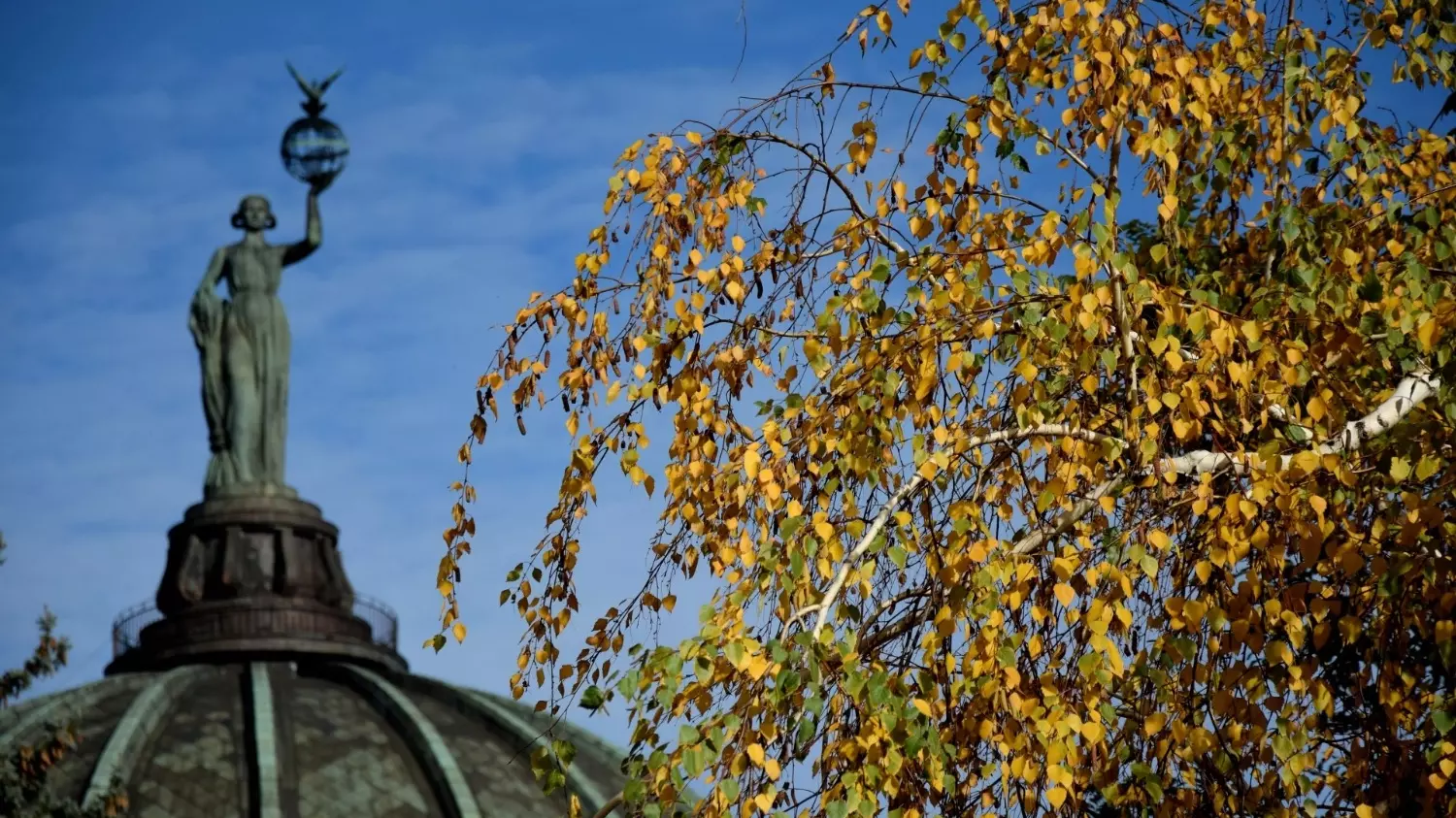 Волгоградцы делают памятные фото на фоне желтой листвы