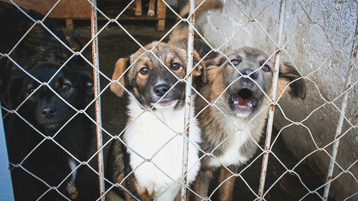 Избавить волгоградцев от соседства с «неуловимыми» собаками пообещали в мэрии