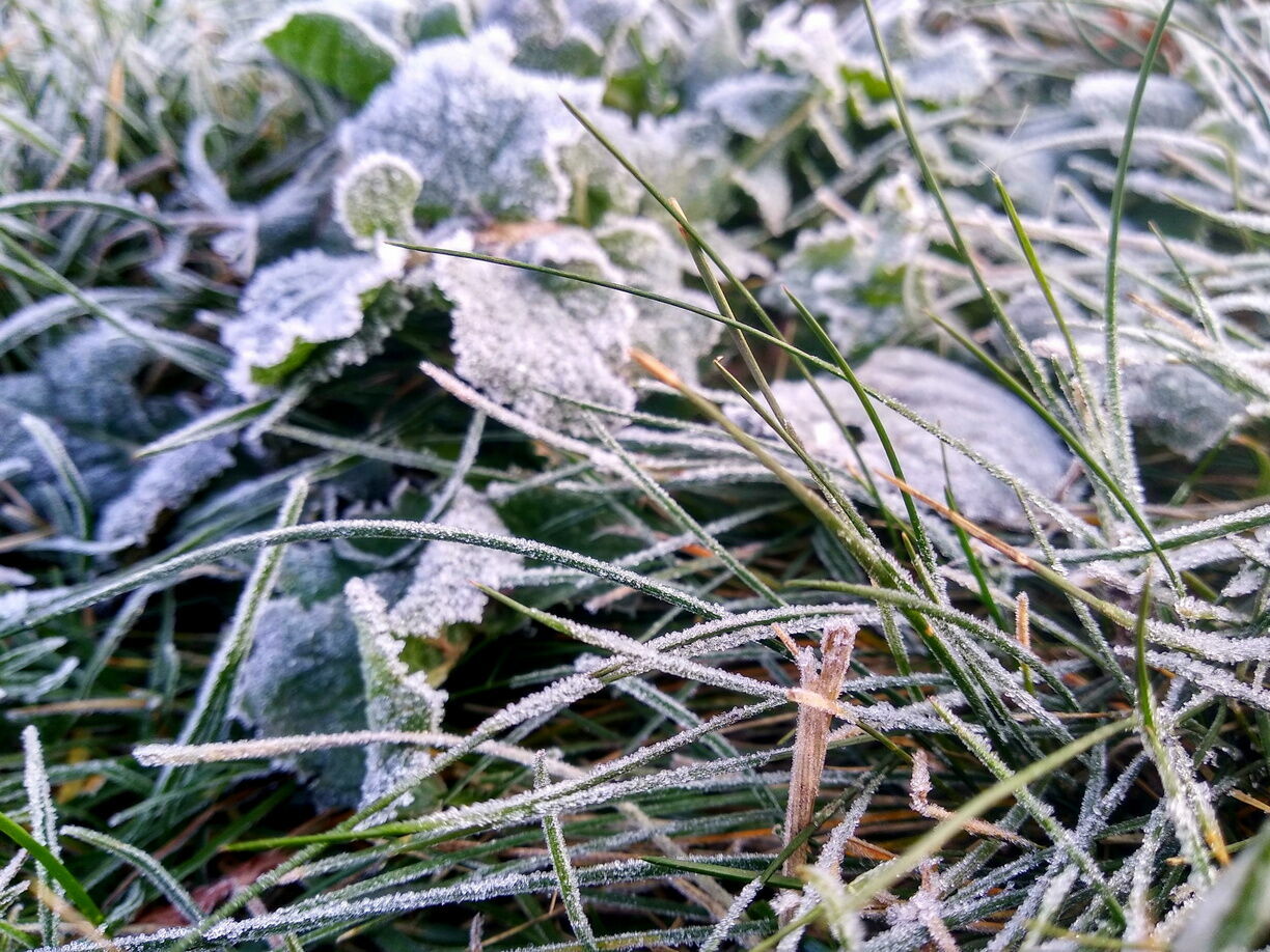 Первые осенние заморозки до −2 °С придут в Волгоградскую область