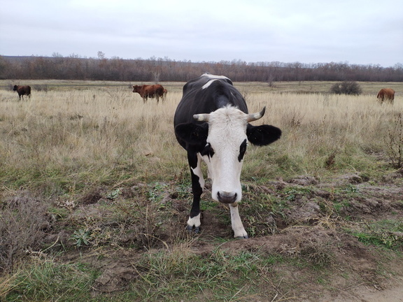 Фермер прогнал коров со своего поля с помощью арбалета