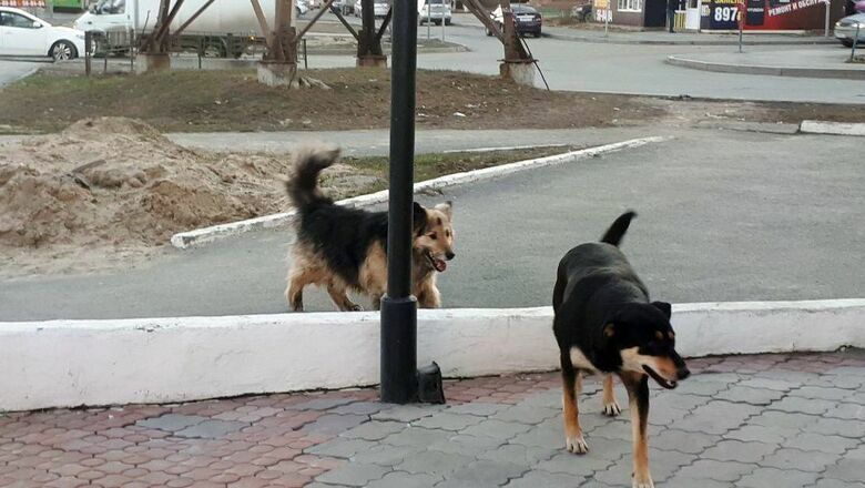 Запретить публикации о нападениях собак требует волгоградская зоозащитница