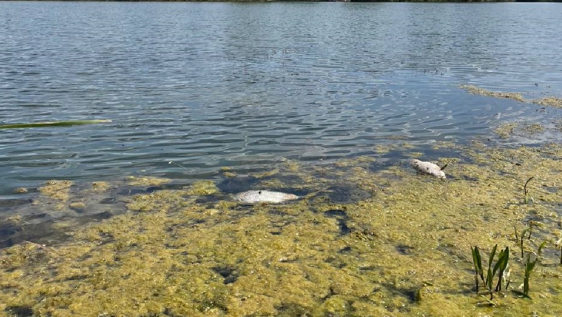 Рыба умерла в пруду после фекального ЧП в Котово