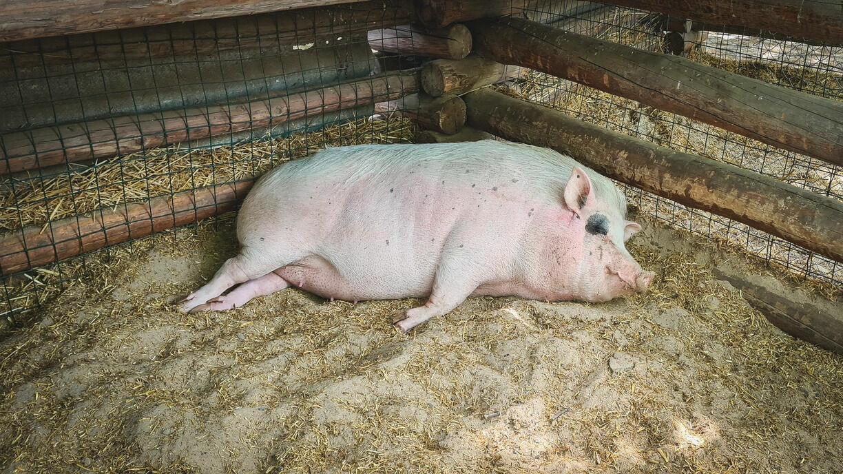 Сколько свиней съедает за год одна семья, посчитал волгоградский фермер