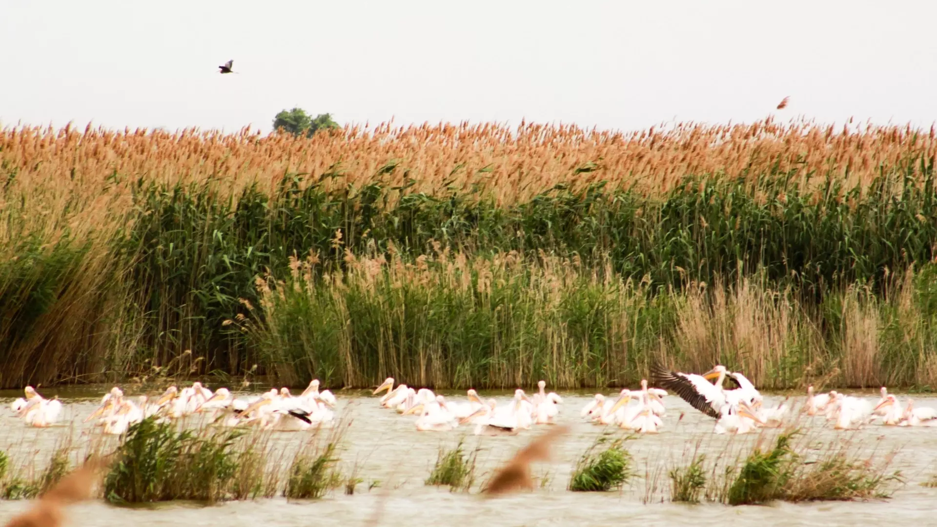 В 2023 году на прудах-испарителях АО «КАУСТИК» увеличилось число «краснокнижных» птиц