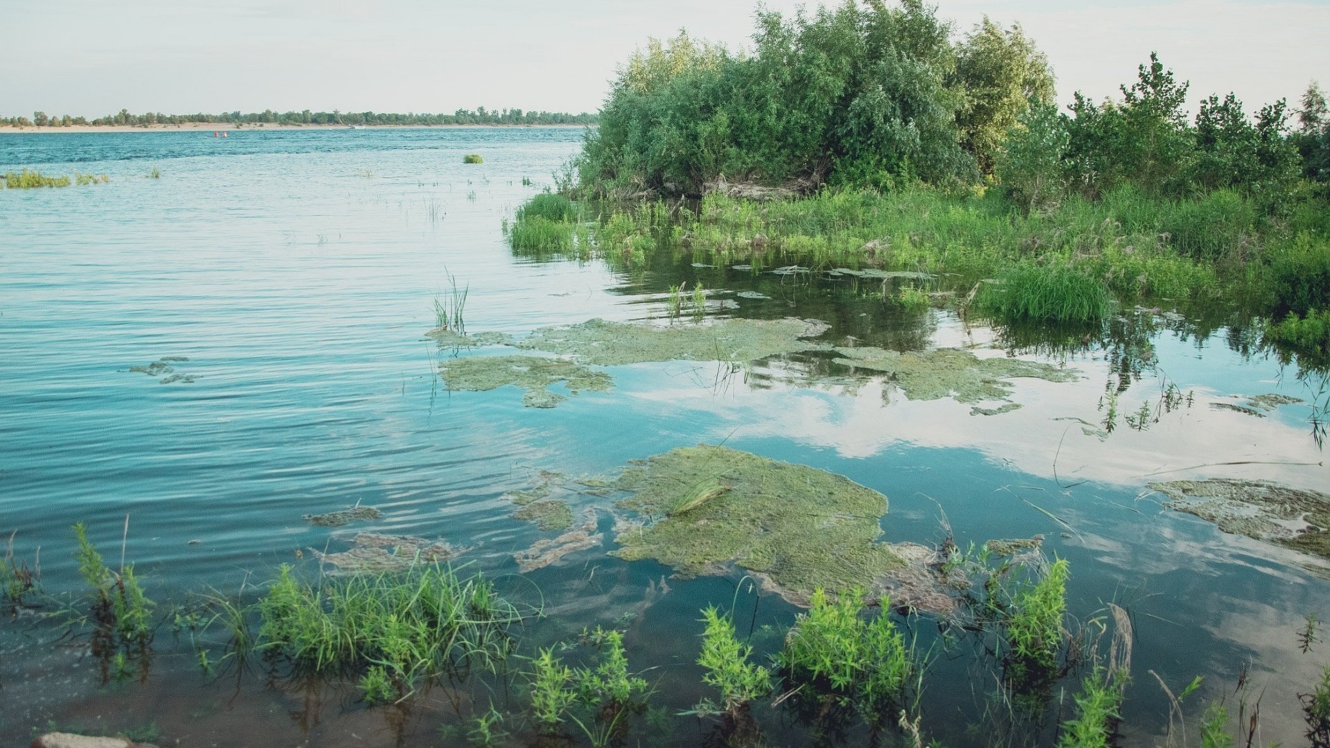 Комаров травят на водоемах Волгограда