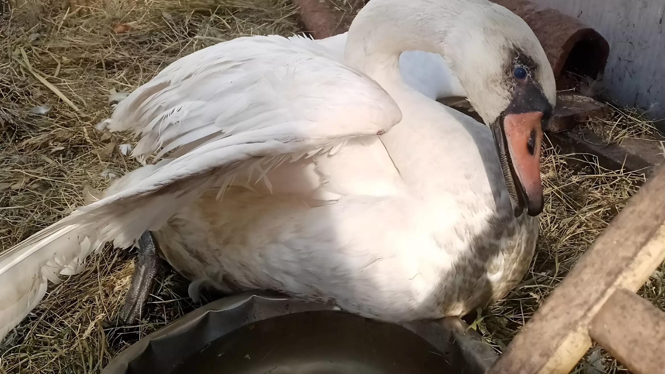 Слепого лебедя пытаются спасти после инсульта в Волгограде