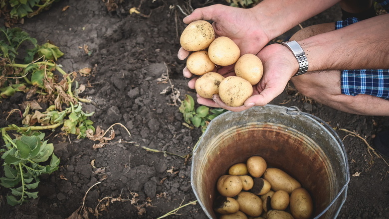 Волгоградцы скупают дешевый картофель на полях