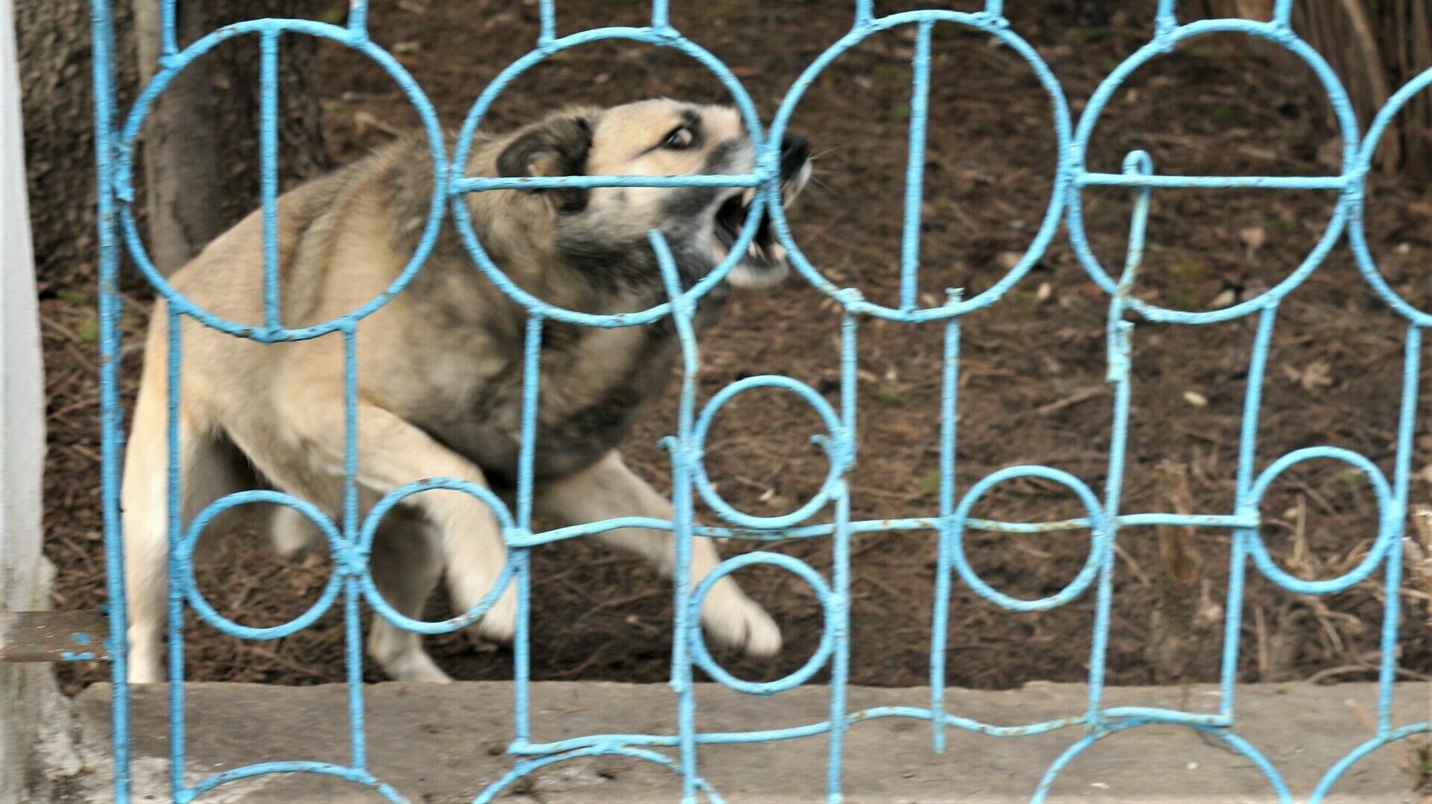 Волгоградцы снова жалуются на засилье агрессивных собак во дворах