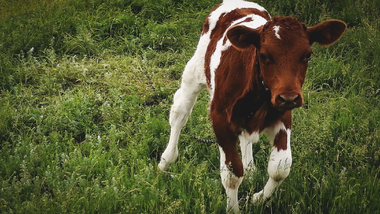 Волгоградскому фермеру грозит реальный срок за вымышленных коров