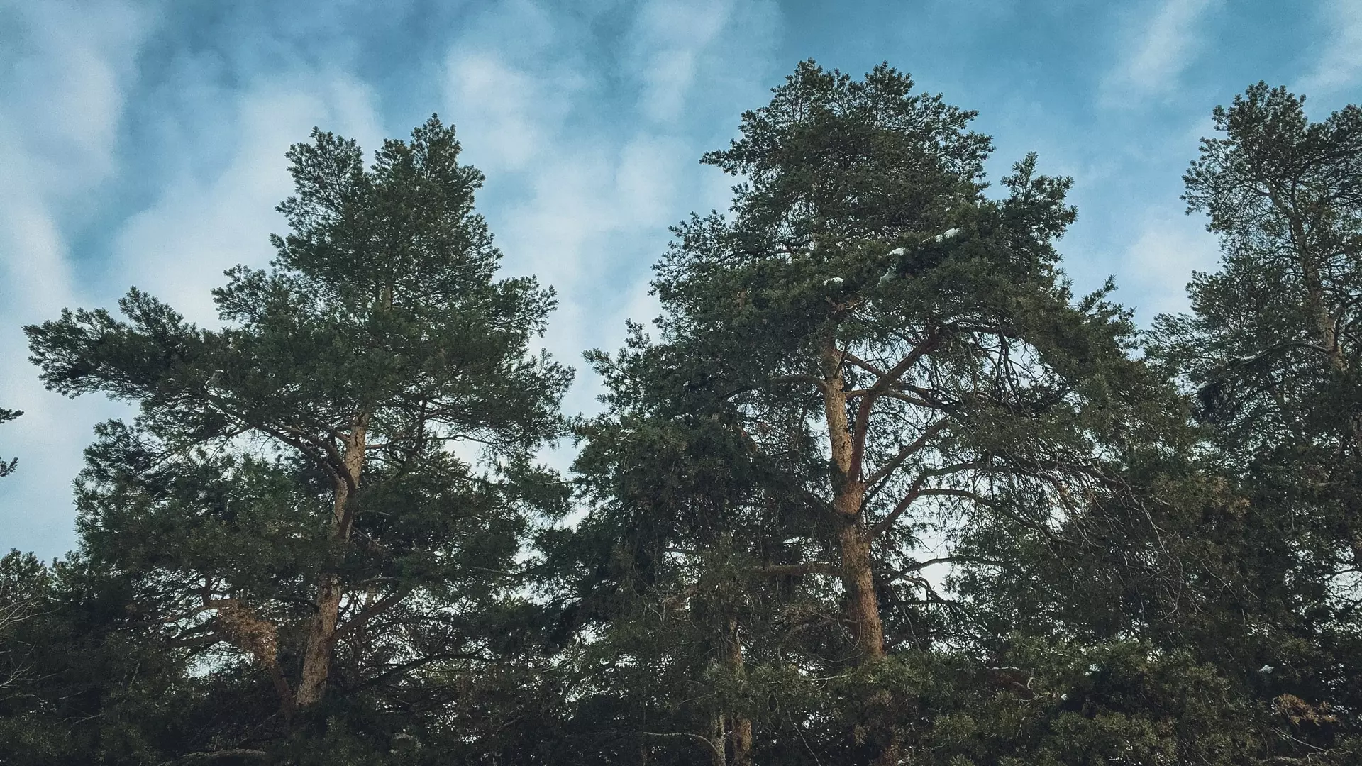 Хвойный лес отдали под огороды в Волгограде