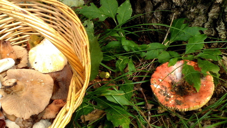 13 волгоградцев отравились грибами с начала лета