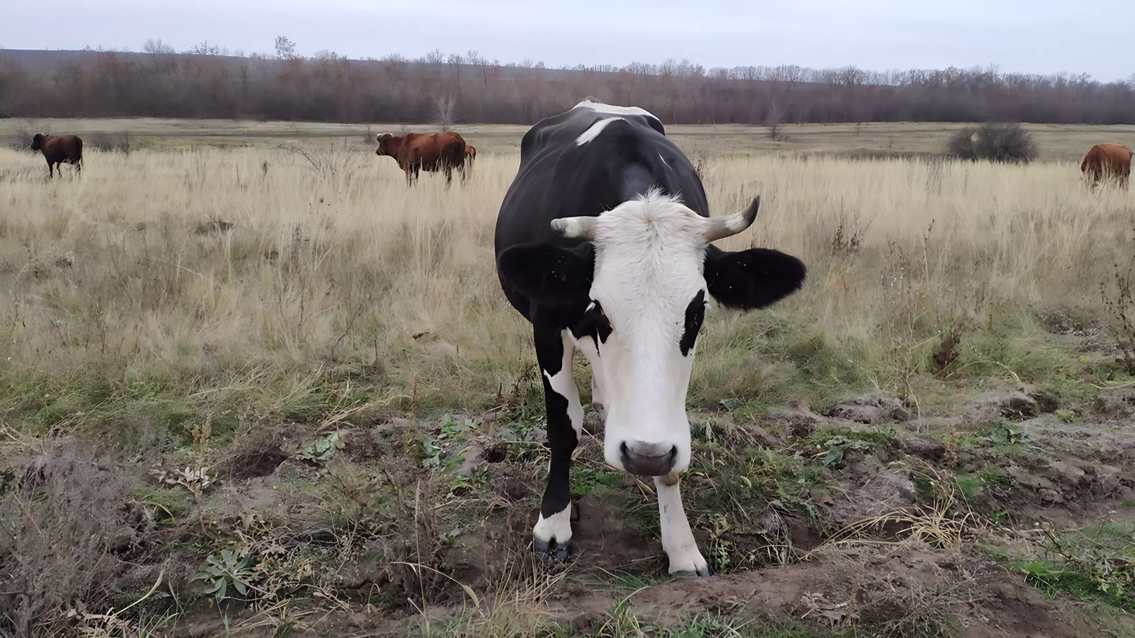 Коров уничтожат из-за опасной инфекции в Волгоградской области