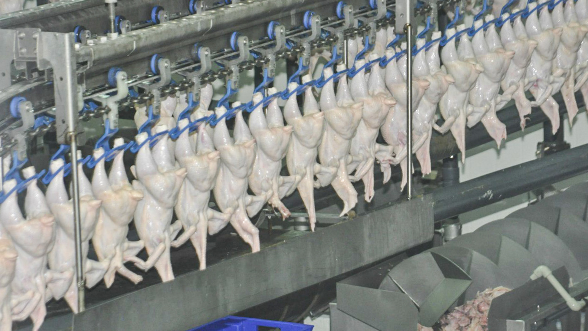 Скачок цен на мясо кур может быть связан с нехваткой импортного оборудования