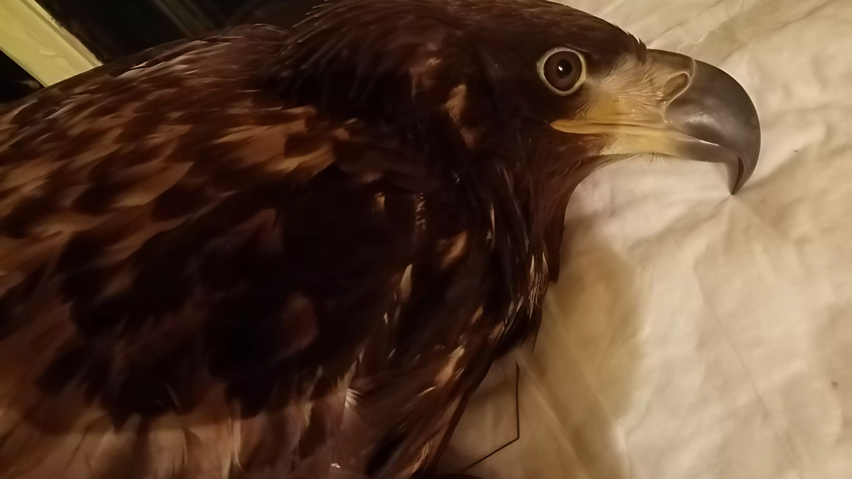 Раненого орлана спасли в Волгограде в новогоднюю ночь