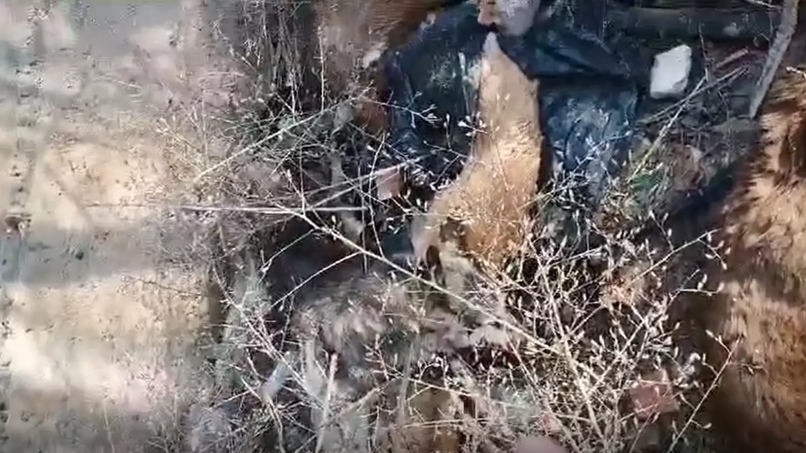 Кто выбросил трупы собак у водохранилища в Волжском