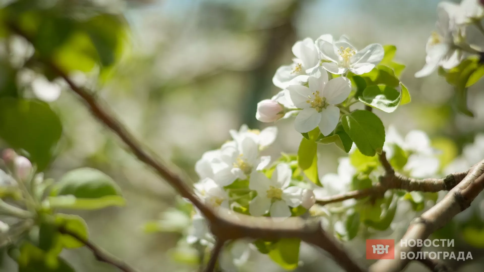 Такой красоты вы не видели: тысячи яблонь зацвели в саду под Волгоградом