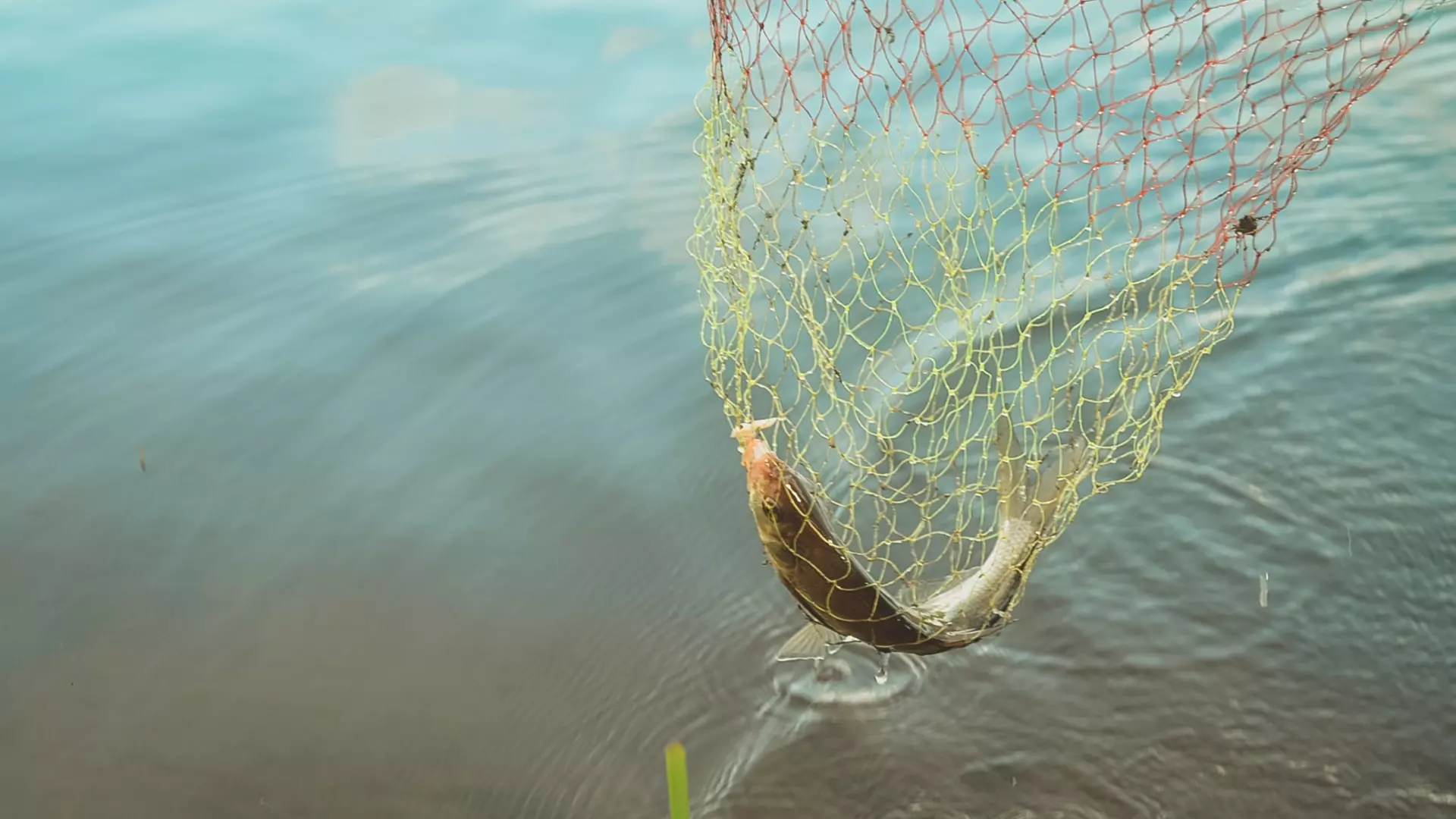 Волгоградцы стали больше вылавливать рыбы в прудах