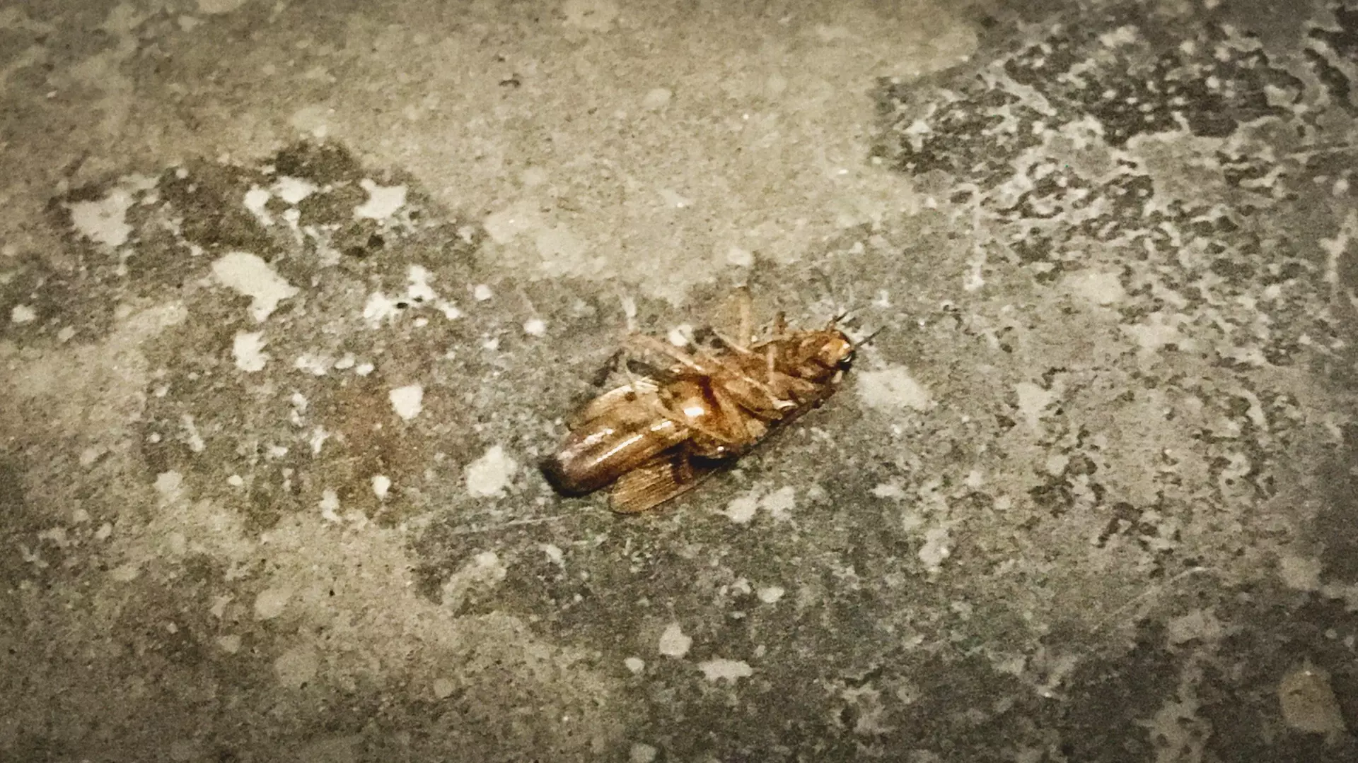 Тараканы выживают волгоградку из квартиры