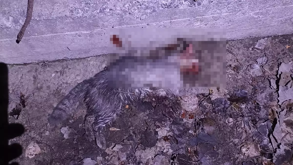Житель Волгограда убил своего кота на детской площадке