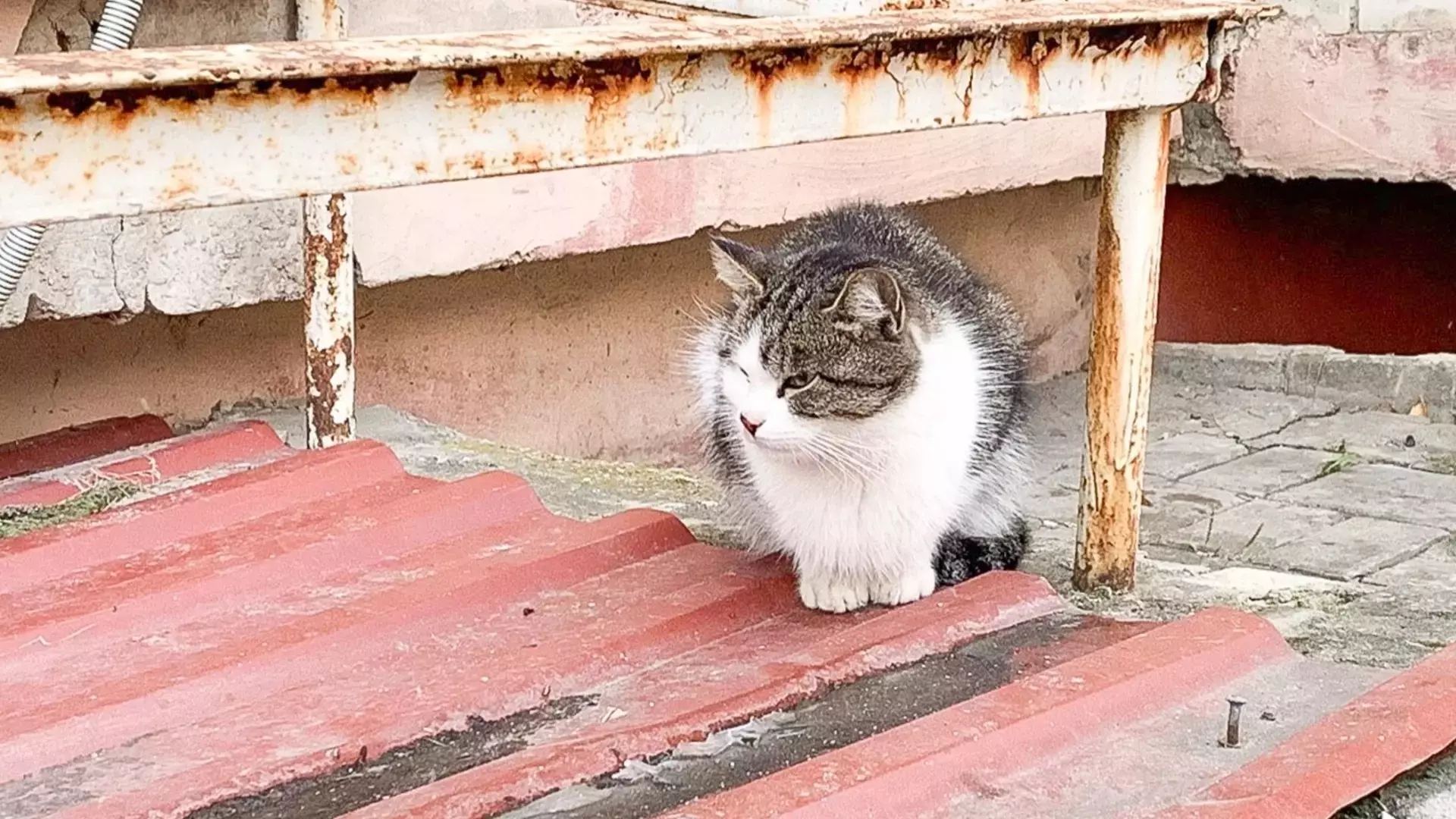 Бешеная кошка стала причиной карантина в Волгоградской области