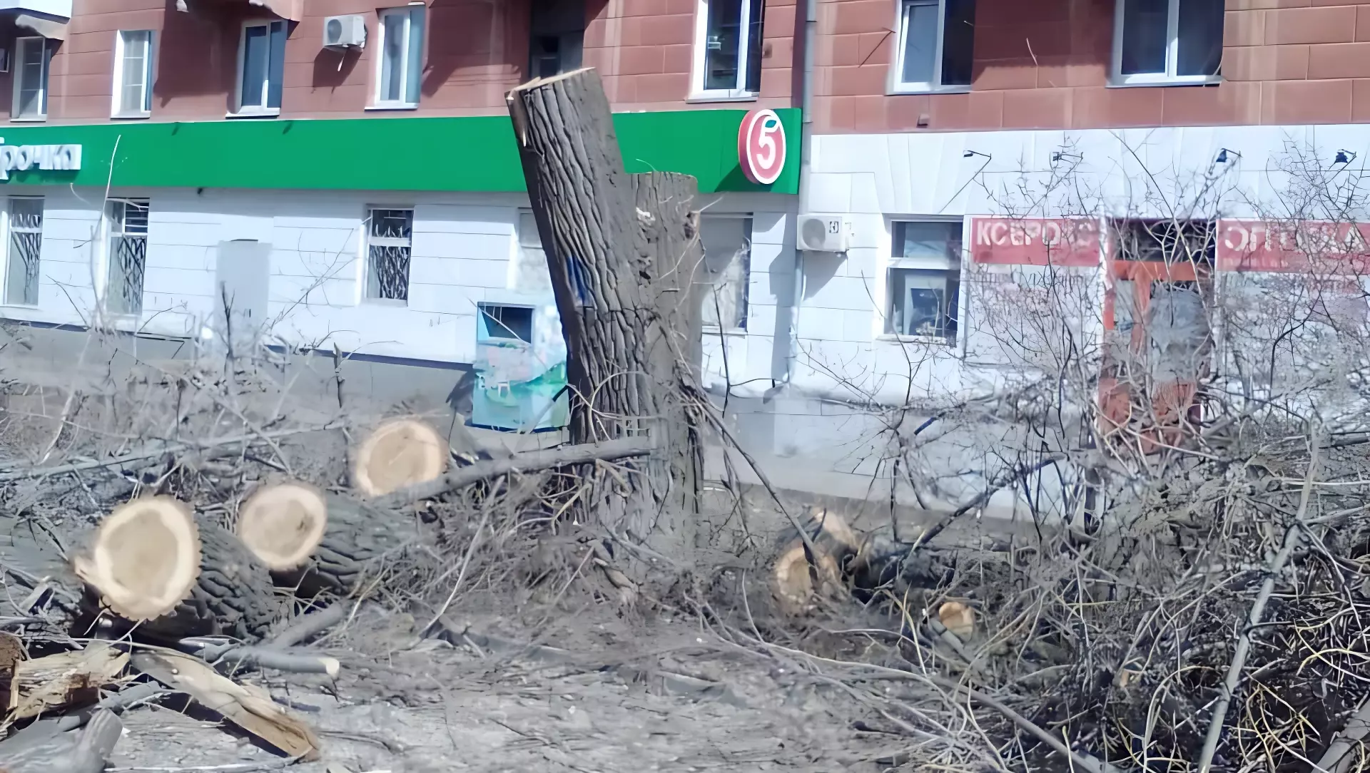 в Волгограде реконструкцию парка начали со сноса деревьев