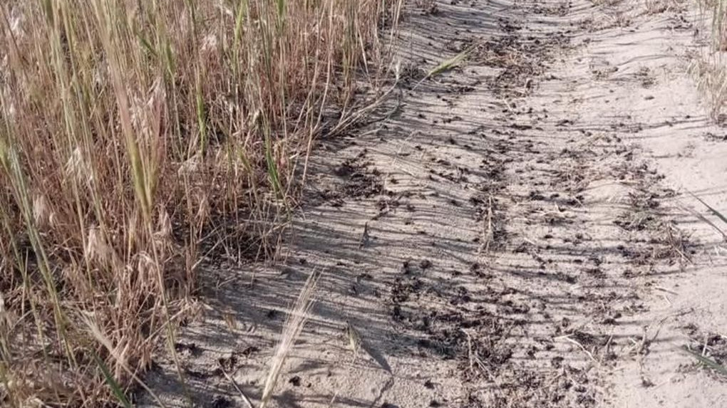 Власти заявили о ликвидации саранчи в двух волгоградских хуторах