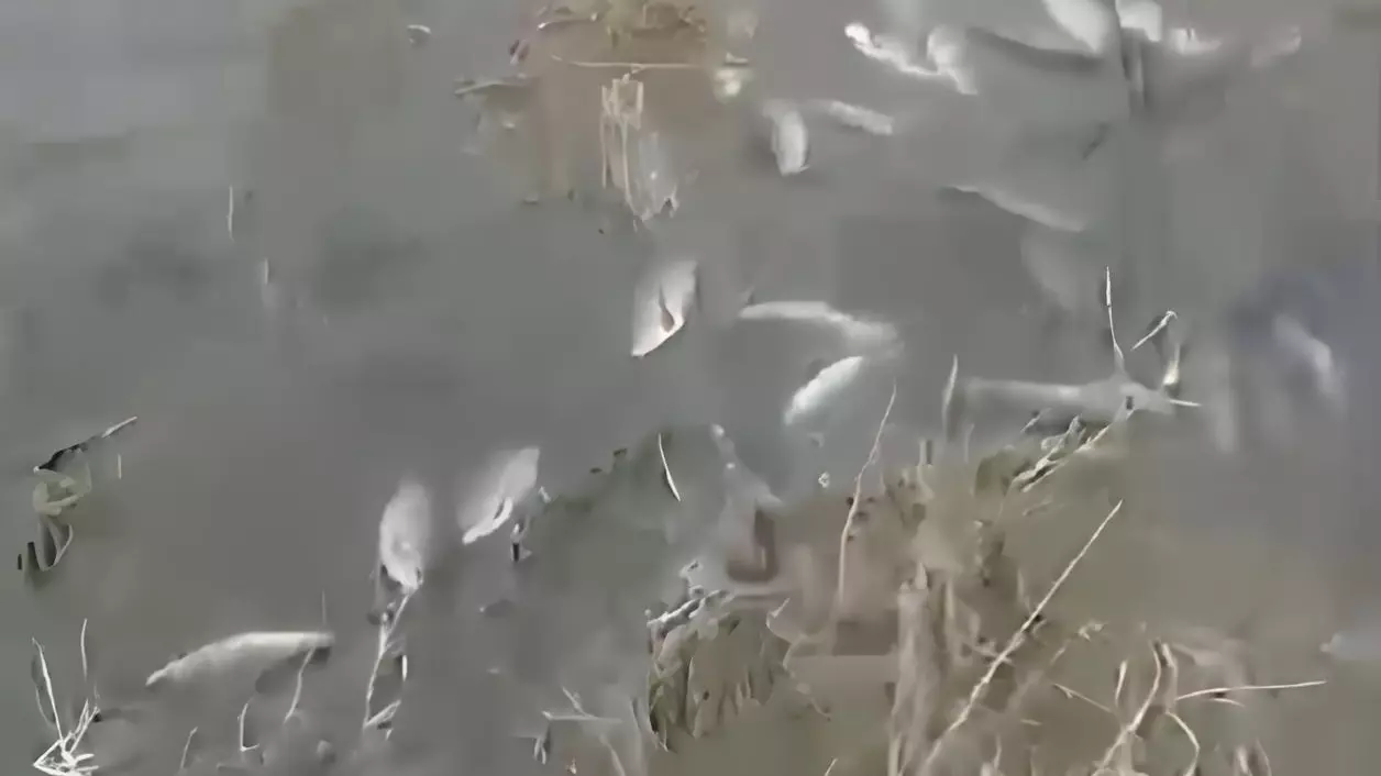 Огромную стаю рыб выкинуло на берег в Волгоградской области