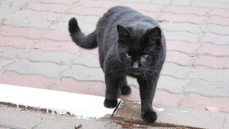 В Волгограде женщину укусил бешеный кот
