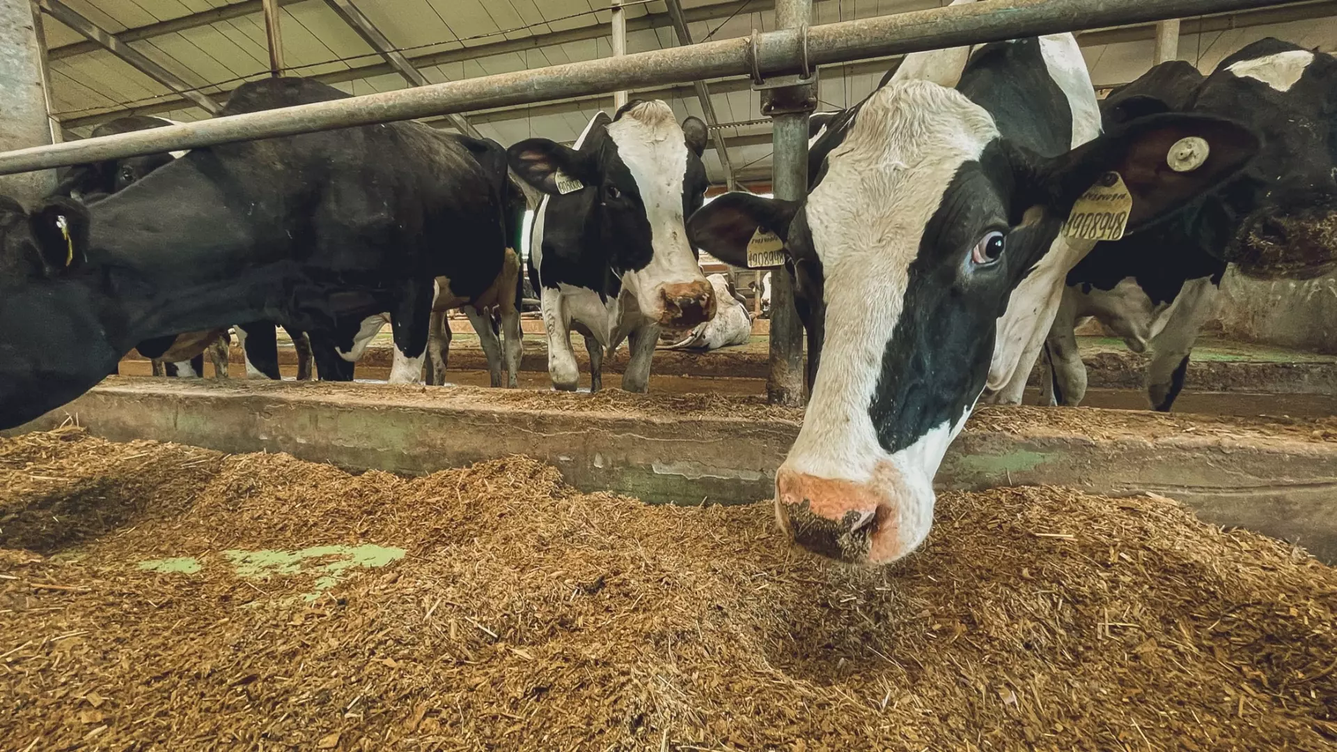 Волгоградская область нарастила запасы кормов для скота и птицы