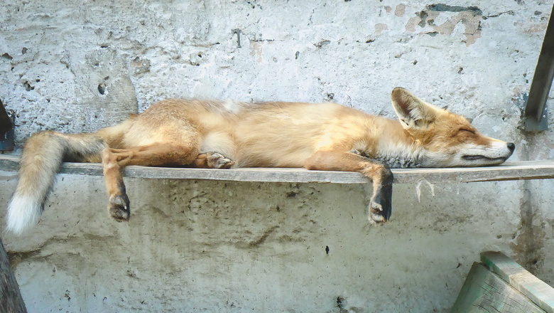Бешеная лисица в Волгограде покусала трёх женщин