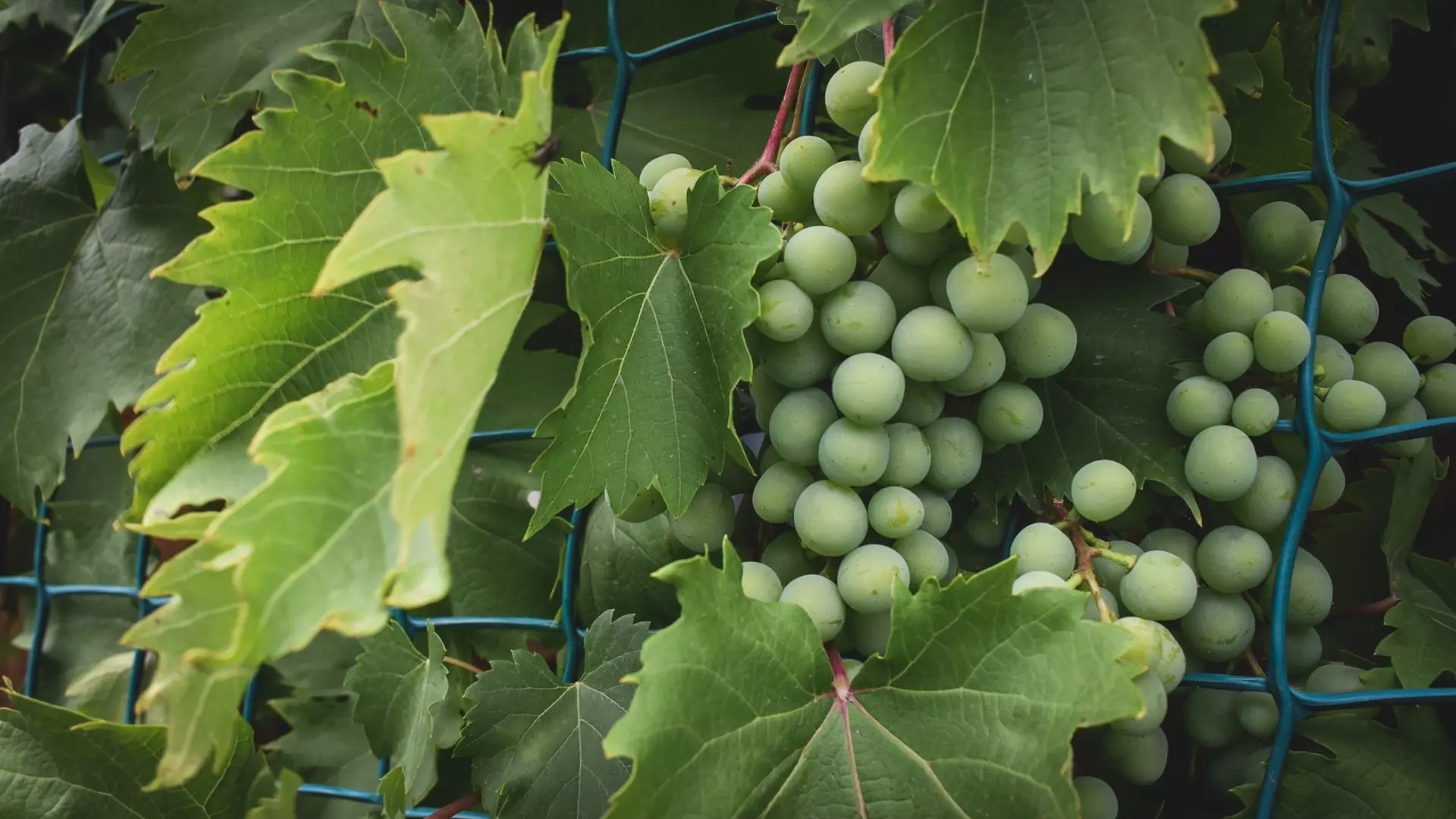Заморозки погубят урожай винограда в Волгоградской области