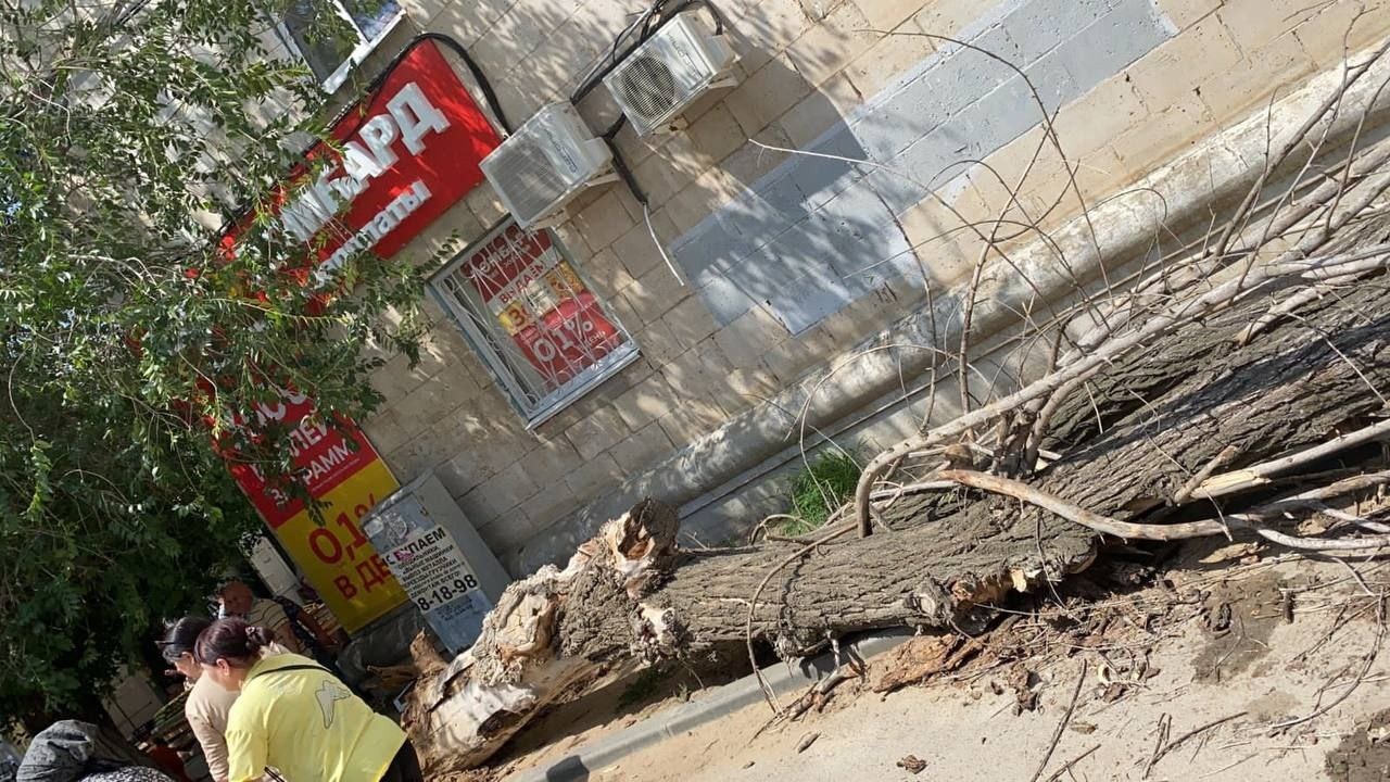 Дерево рухнуло на подростка в Волгограде