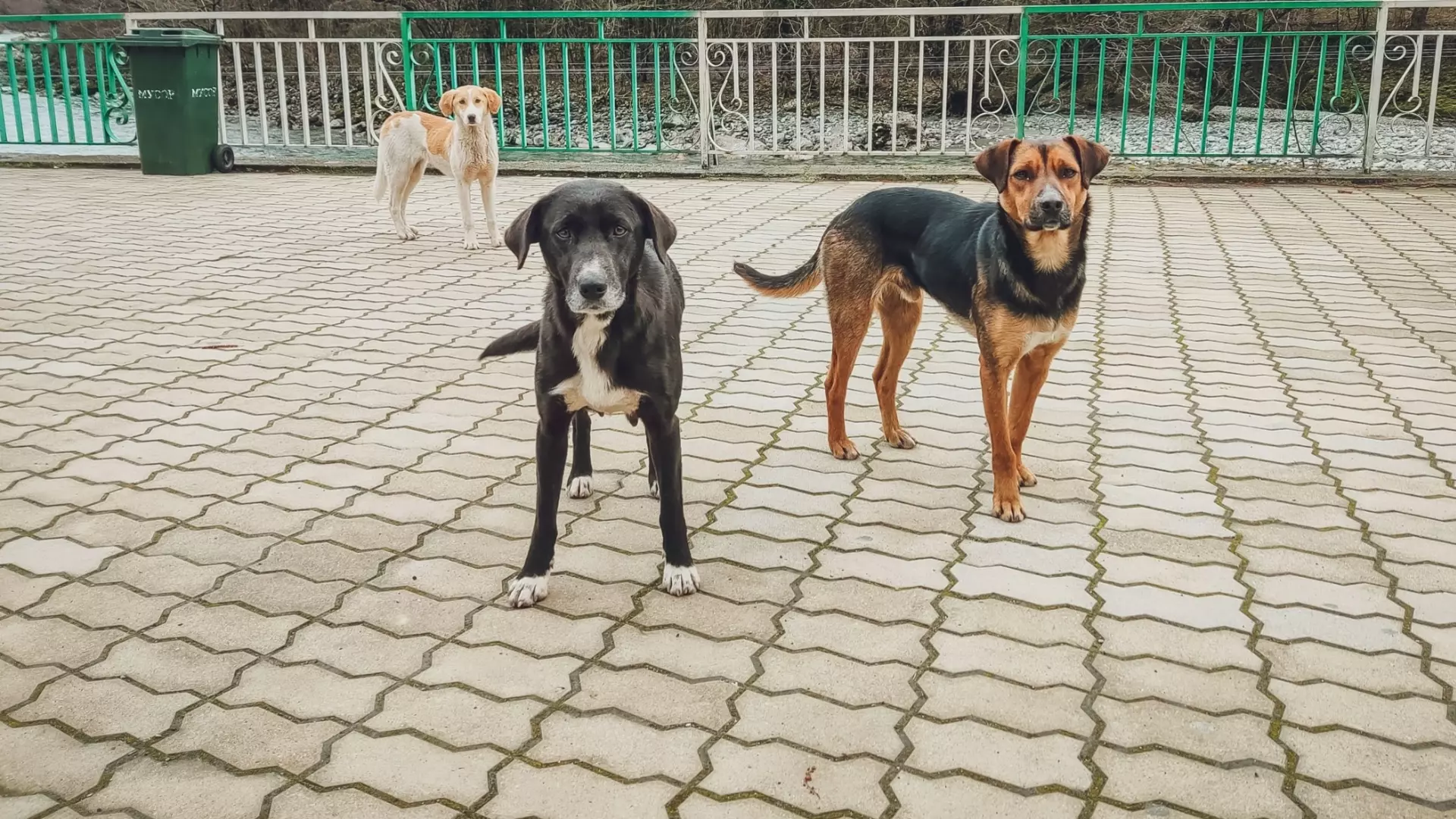 Куда жаловаться на нападения бездомных собак в Волгограде