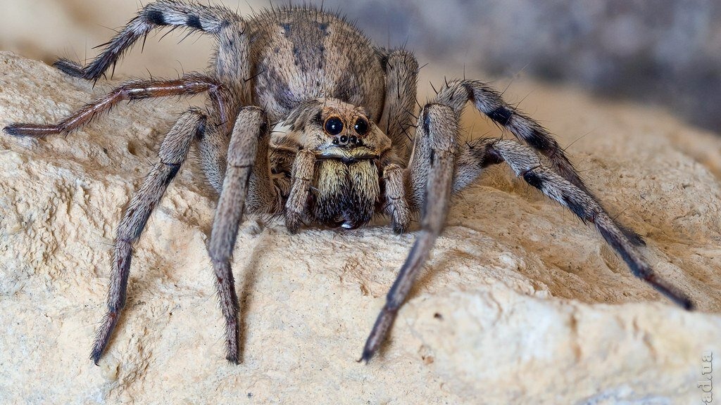 Ядовитый тарантул заполз в дом под Волгоградом